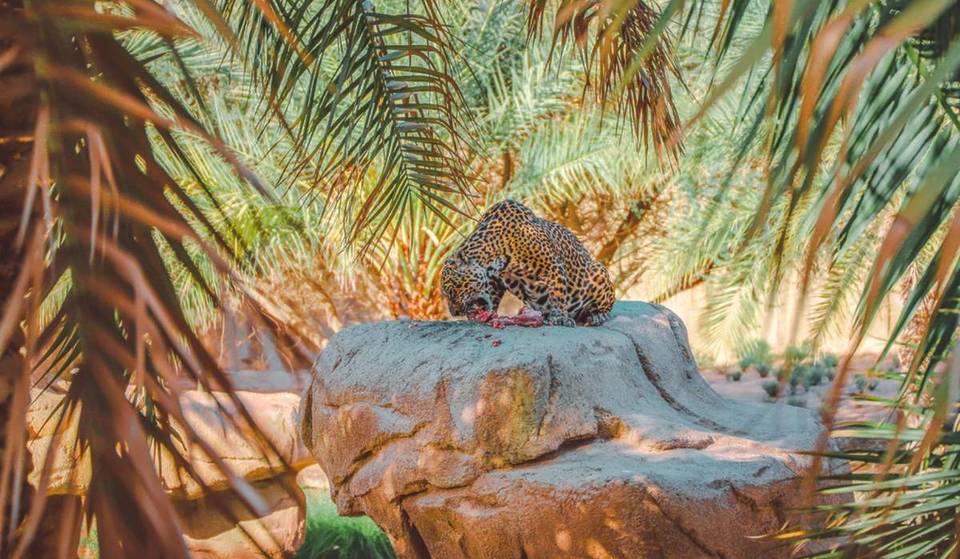 The largest zoo in the Middle East has safari packages, dinner with lions &amp; more – and it’s just 1 hour from Abu Dhabi