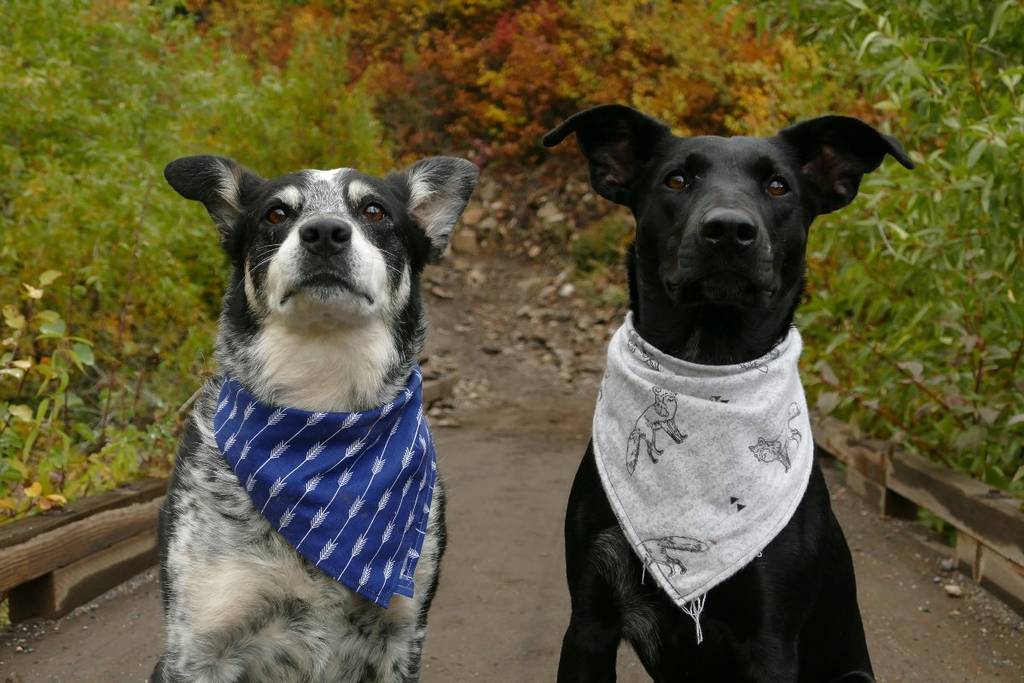 mascotear 2026: pet festival in Buenos Aires