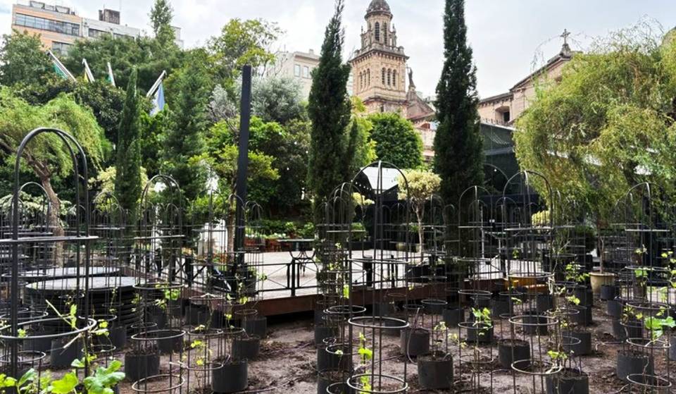 Buenos Aires tiene su primer viñedo urbano y está a cuadras de Plaza de Mayo