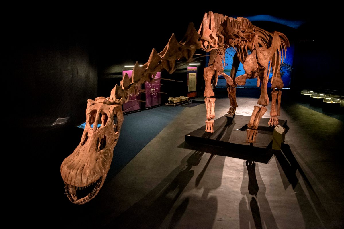 dinosaurio más grande del mundo en Buenos Aires: el montaje al aire libre en CABA de un dinosaurio gigante