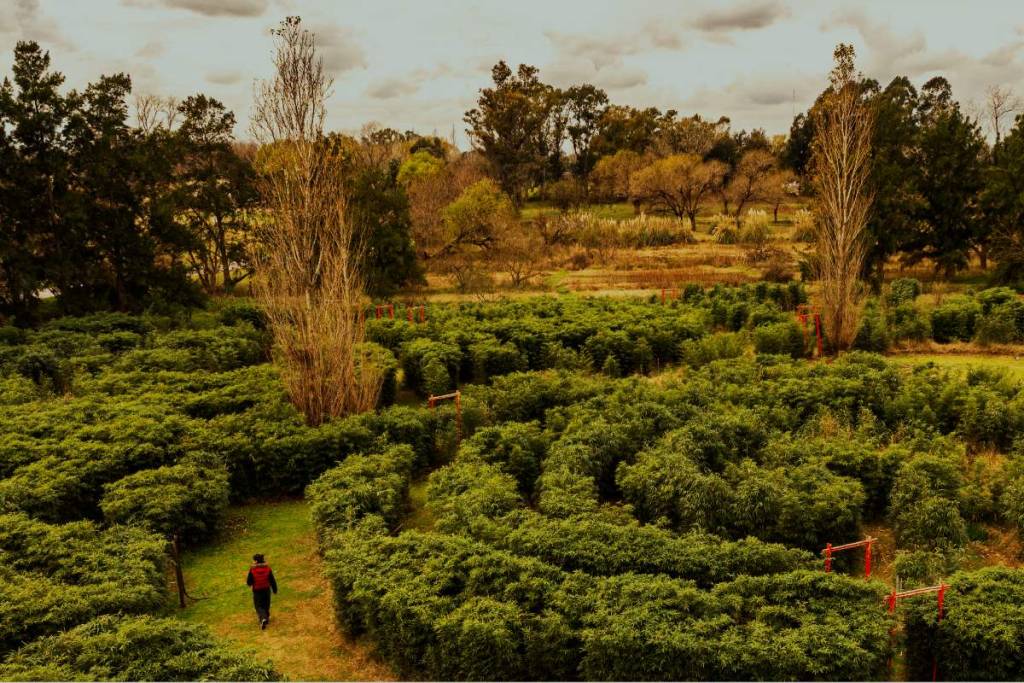 El Laberinto con 10 variedades de Bambú a 90 minutos de Buenos Aires que esconde una Laguna y Actividades Especiales en Invierno