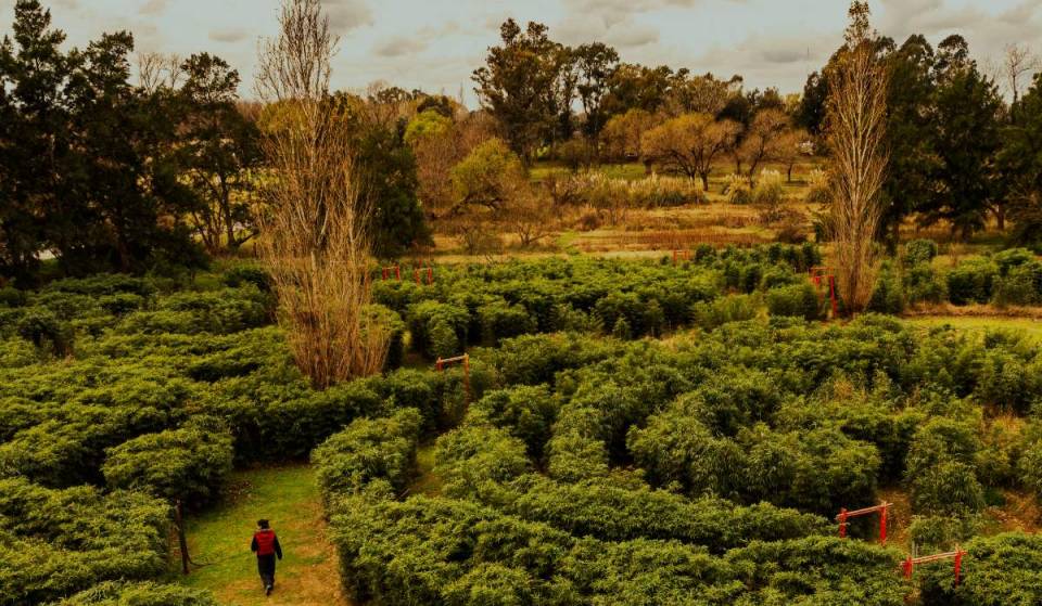 El Laberinto con 10 variedades de Bambú a 90 minutos de Buenos Aires que esconde una Laguna y Actividades Especiales en Invierno
