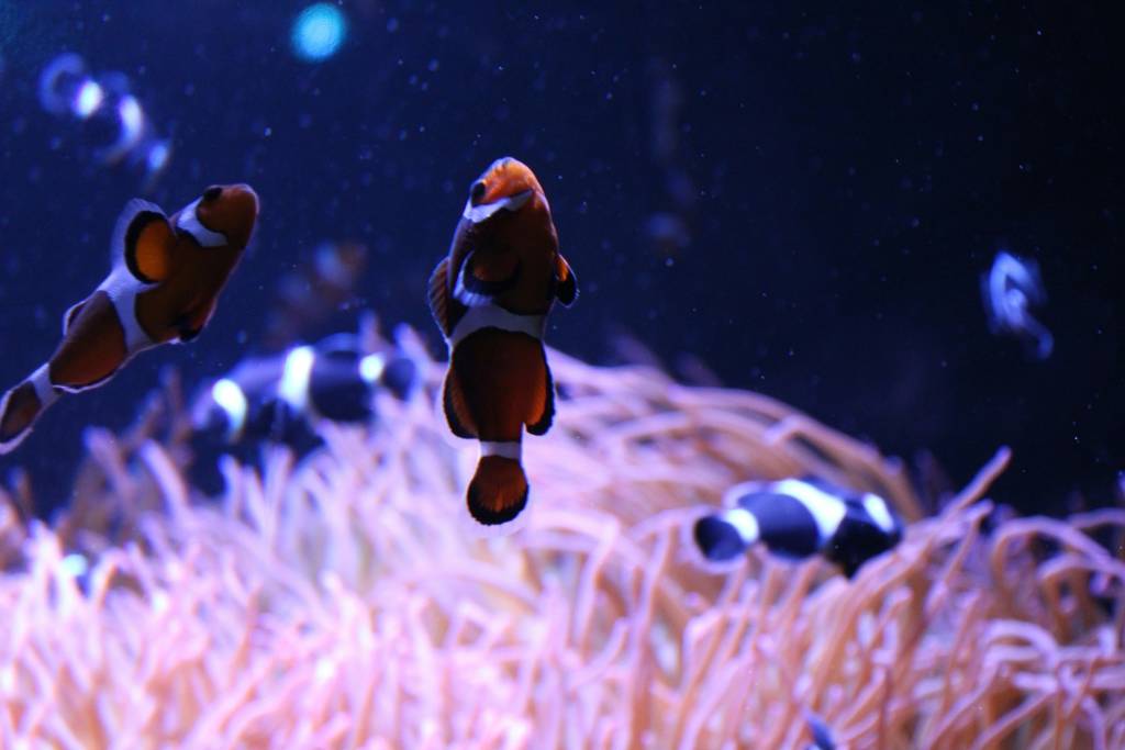 acuarios de buenos aires