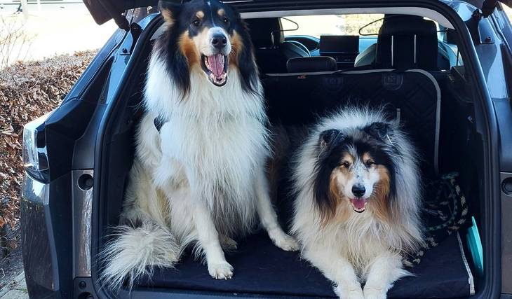 Las mascotas podrían tener DNI y un lugar en el Cementerio de Chacarita: Todo lo que cambia con la ley de mascotas de Buenos Aires