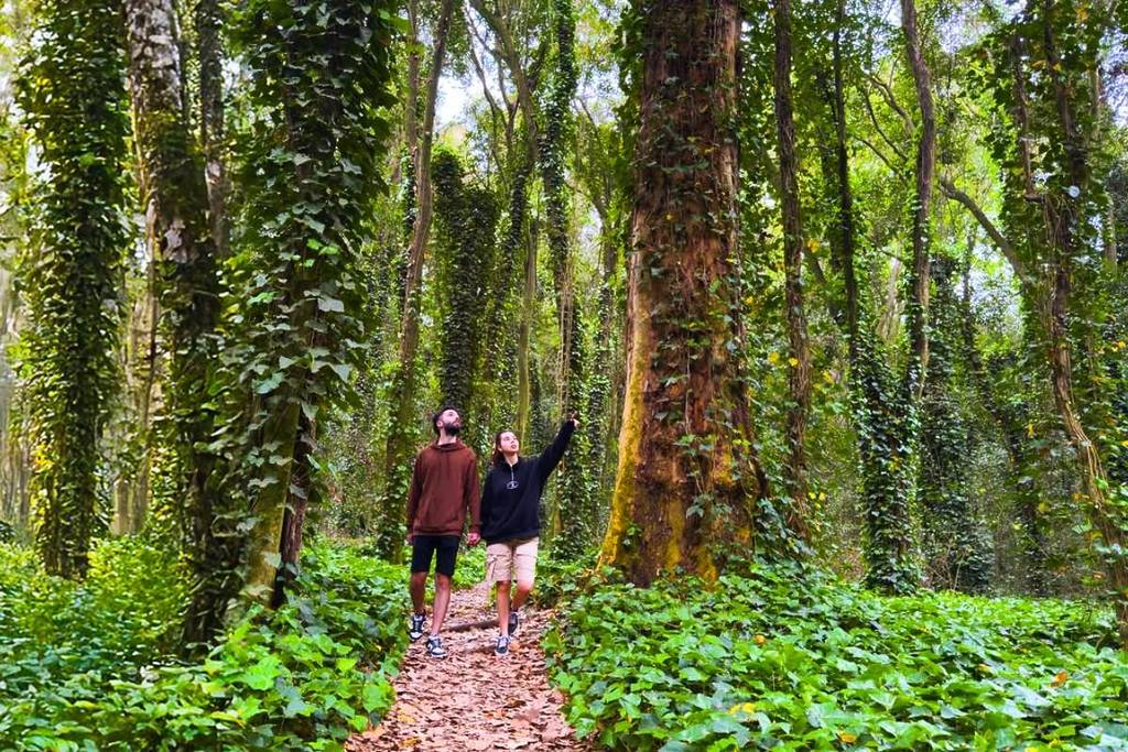 bosque encantado cerca de buenos aires