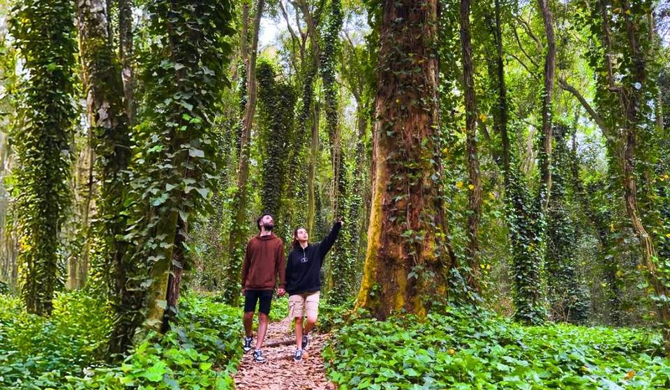 The Enchanted Forest hidden 90 minutes from Buenos Aires: More than 80 species, centuries-old trees, a museum, and free admission