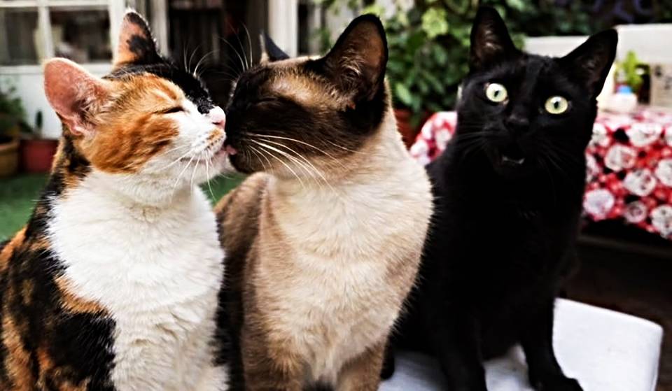 No tiene cartel ni mesas en la vereda: el primer Café de Gatos de Buenos Aires está escondido en el Abasto y se reserva sólo por Instagram