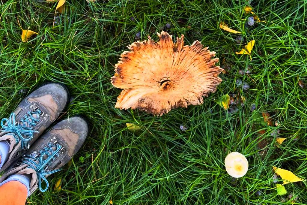 mushroom tour fungi buenos aires