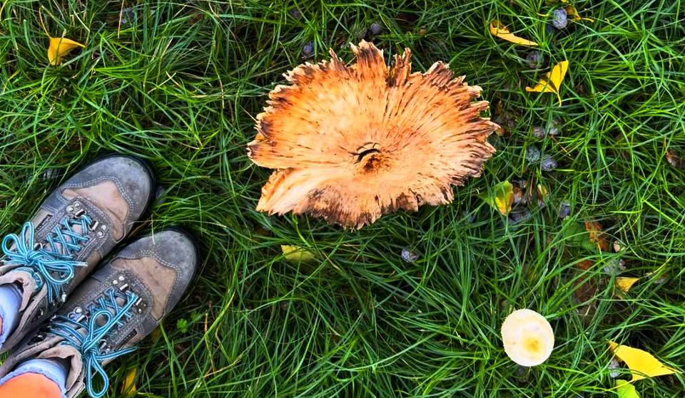 El Bosque Gigante a 30 minutos de Buenos Aires para descubrir hongos silvestres con una caminata guiada entre fungi y picnic en la naturaleza