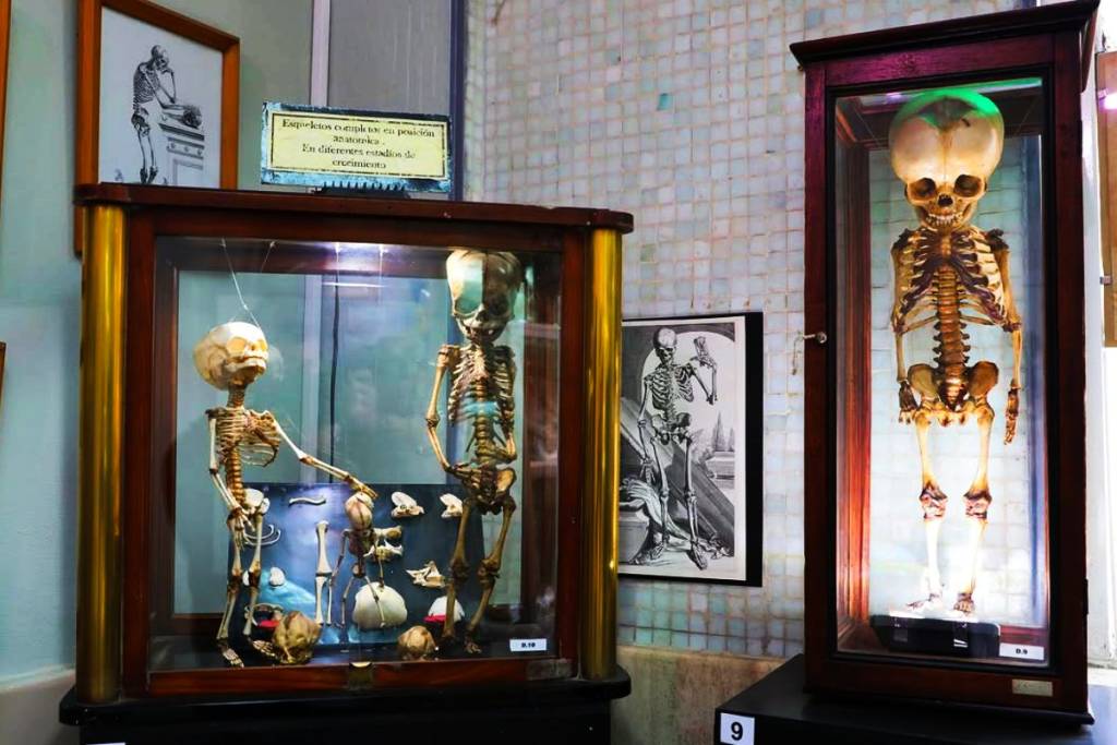 anatomy museum guided tours