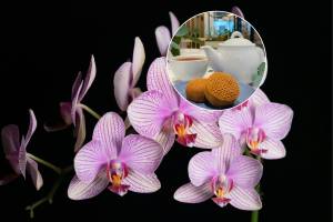 A Free-Admission Orchid Fair awaits you this weekend at a Japanese tea house tucked away in Palermo