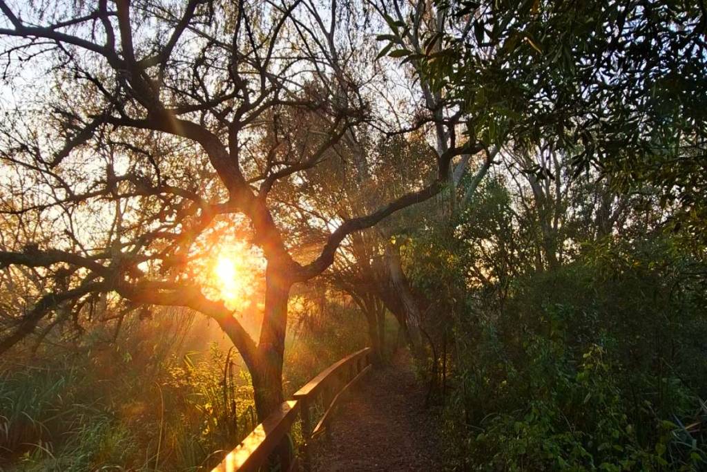 bosque milenario con algarrobo blanco buenos aires