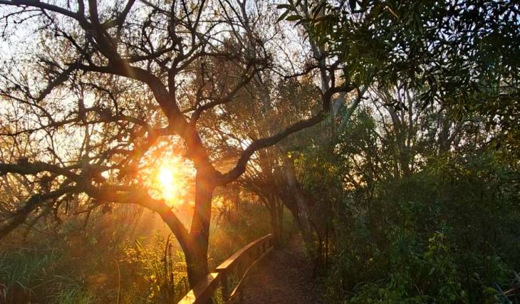 A minutos de Buenos Aires: Así es el bosque secreto que esconde el algarrobo blanco donde San Martín planeó el cruce de Los Andes