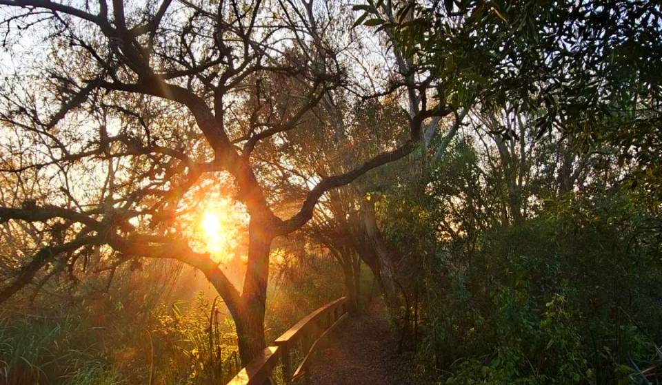 Just minutes from Buenos Aires: This is the secret forest that hides the white carob tree where San Martín planned the crossing of the Andes