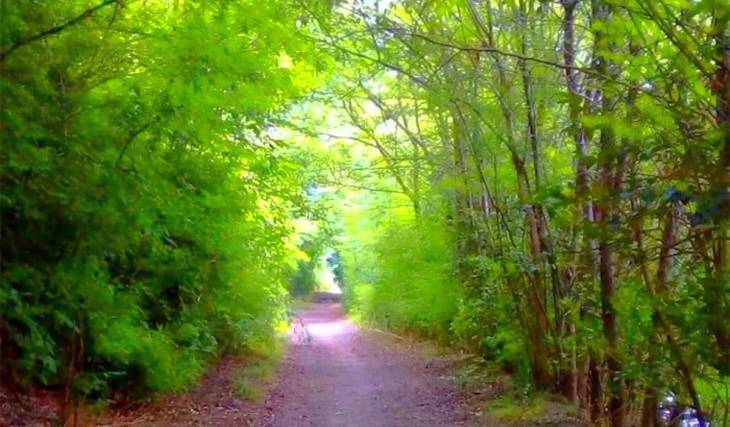 El bosque secreto a dos horas del Obelisco con senderos entre árboles y meriendas junto al río que culmina con una visita gratuita a un templo neogótico