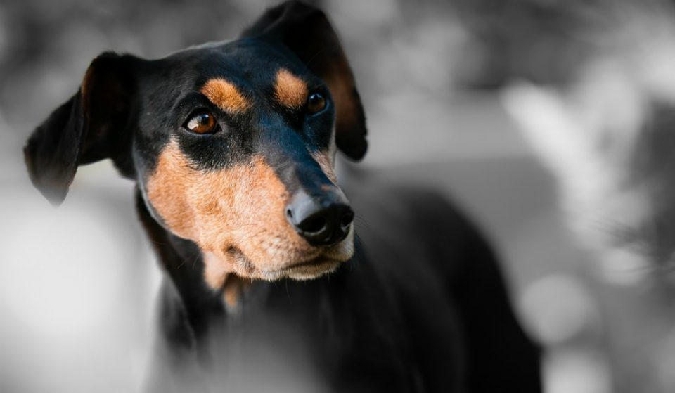 El MEAM abrirá sus puertas a los perros este finde