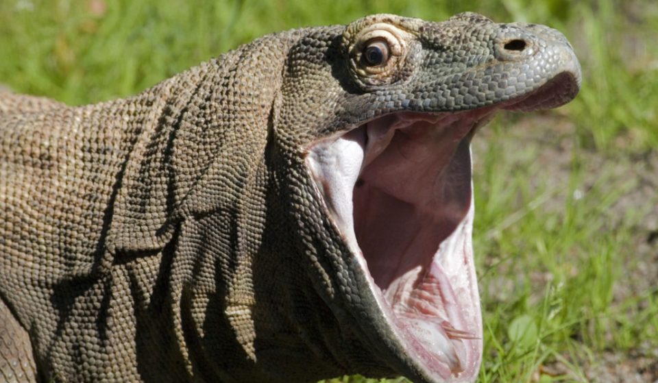El insólito caso del dragón de Komodo que vivía ilegalmente en Cornellà