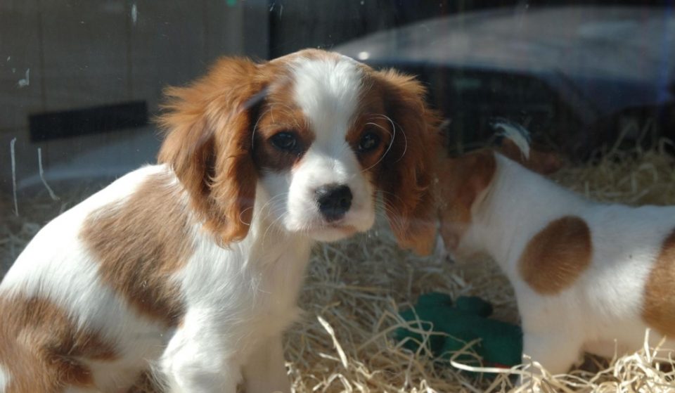 Barcelona prohíbe los anuncios de venta de animales en Milanuncios y en Vibbo