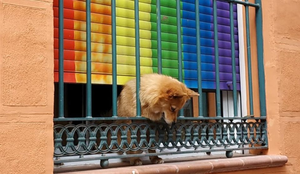 ‘Perros esperando a sus dueños’ o cómo hacer que Instagram valga la pena