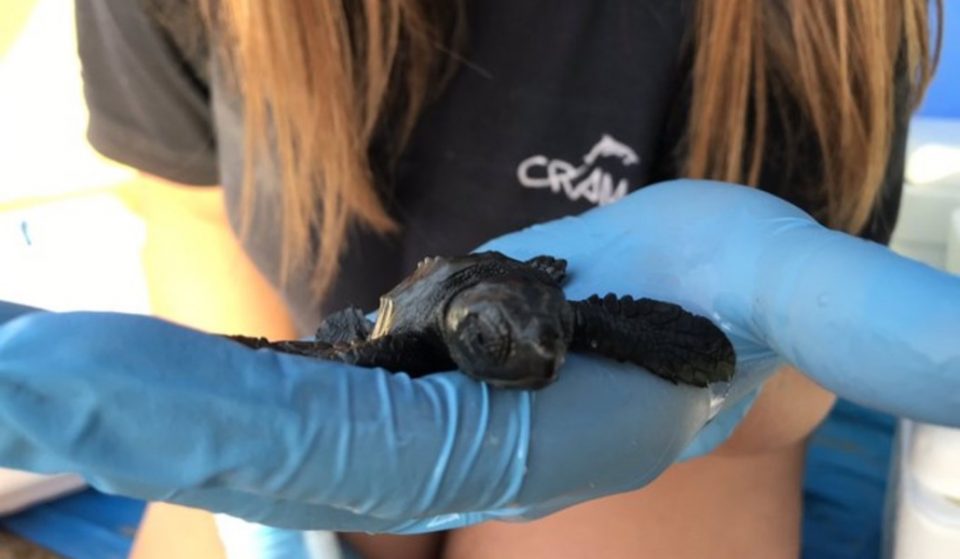 La playa de Castelldefels ve nacer a sus primeras tortugas bobas