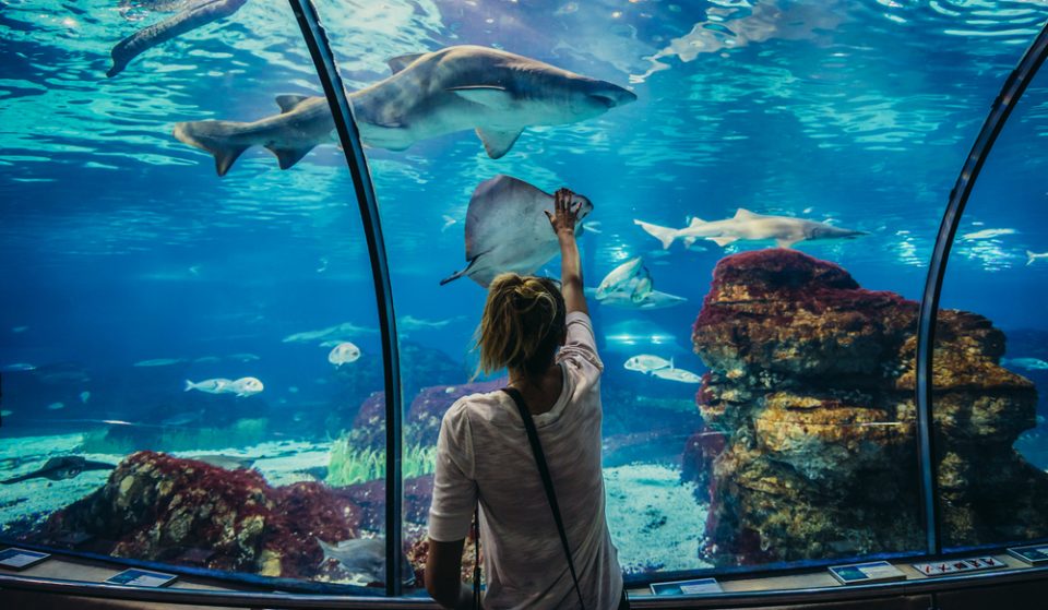 Entradas gratis para el Aquàrium de Barcelona (con una condición)