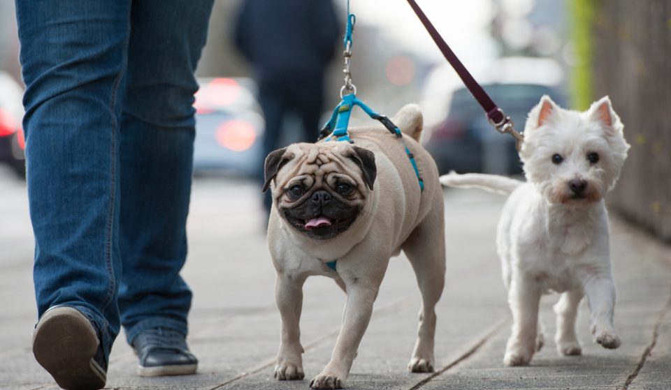 Badalona prohibe sacar al perro a más de 100 metros de casa