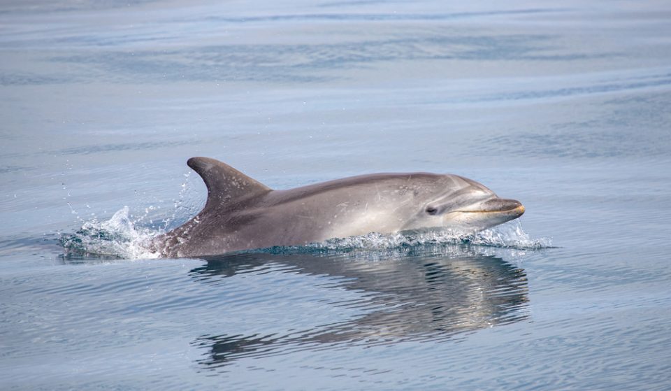 El confinamiento aumenta el avistamiento de delfines en la costa