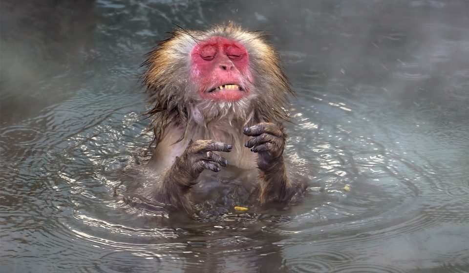 Estas son las fotos más divertidas del mundo animal en 2020