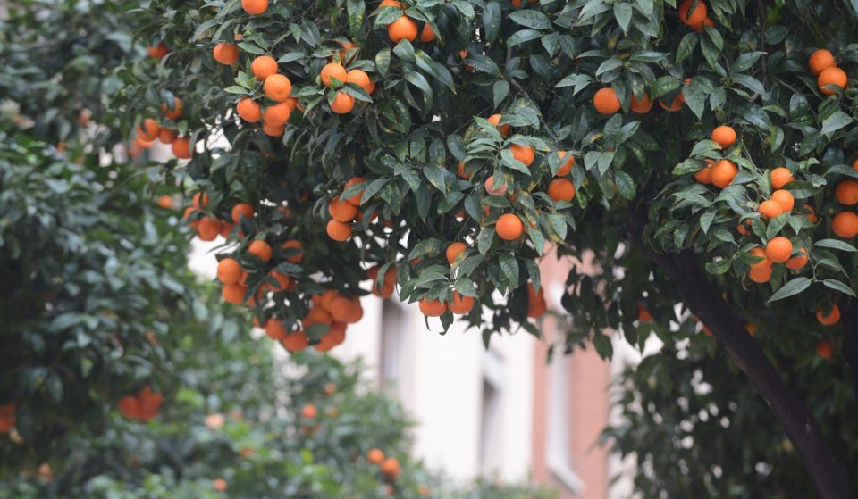 ¿Por qué no se pueden comer las naranjas de Sant Andreu?