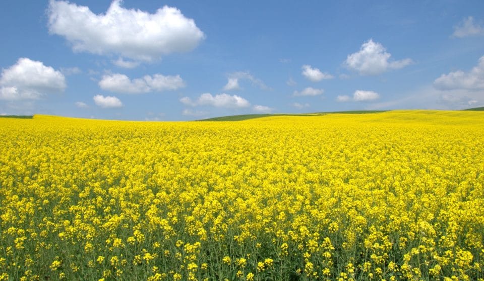 Los campos de colza de Empordà, una escapada necesaria