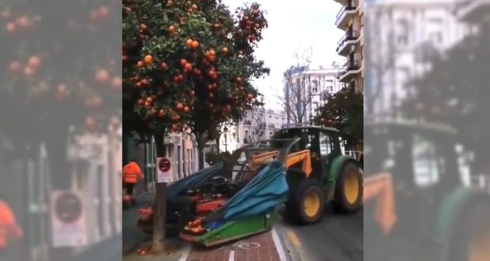 Así es la forma definitiva de recoger las naranjas de las calles