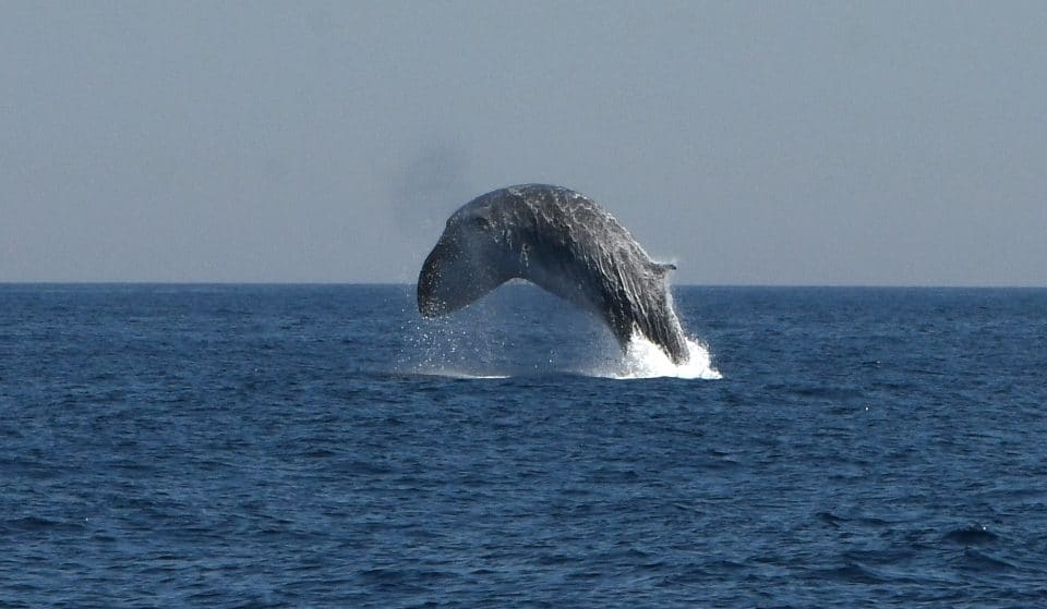 La segunda ballena más grande del mundo llega a saltar a la playa de BCN