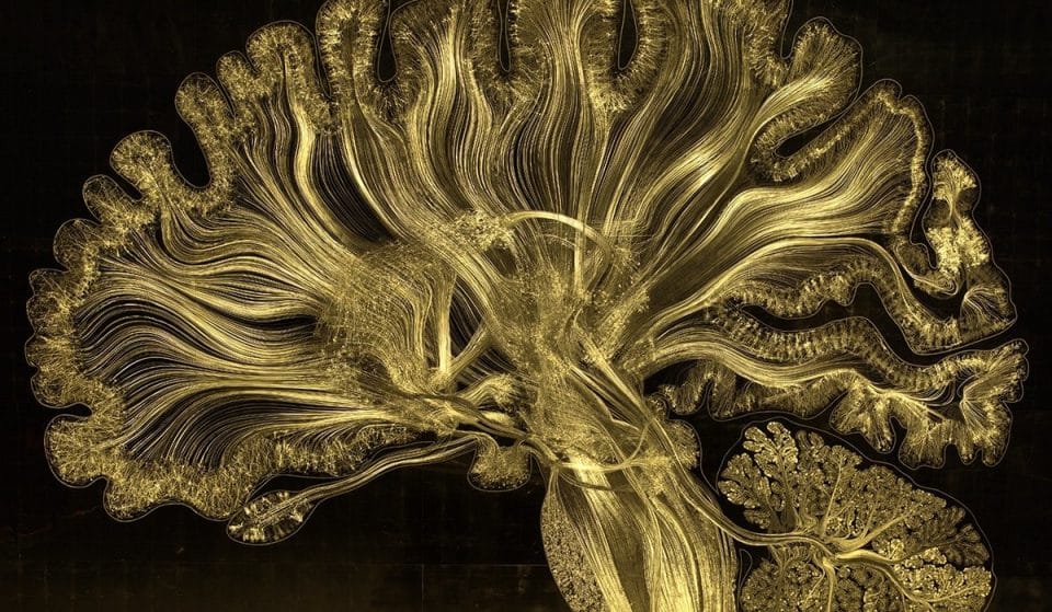 El CCCB inaugura hoy ‘Cerebro(s)’, una exposición que nos adentra en la anatomía, la conciencia y el mundo de los sueños
