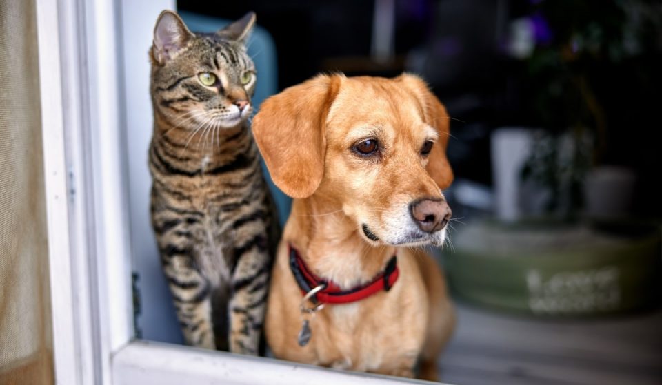 Mais gatos do que cães como animais de estimação na Catalunha: porquê?