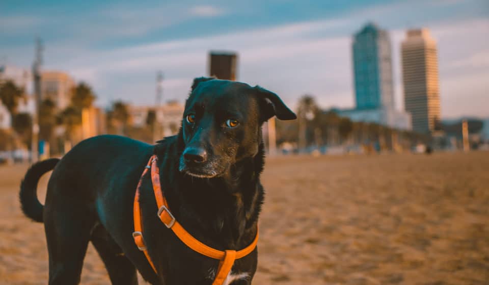 Barcelona tiene más perros que menores de 0 a 12 años por primera vez en la historia