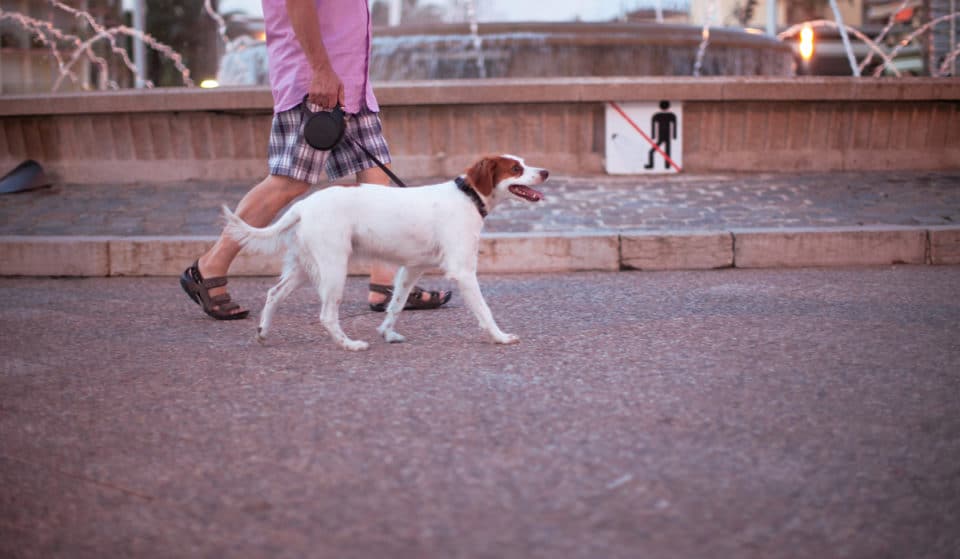 La Ley de Bienestar Animal obligará a tener un «seguro» para perros
