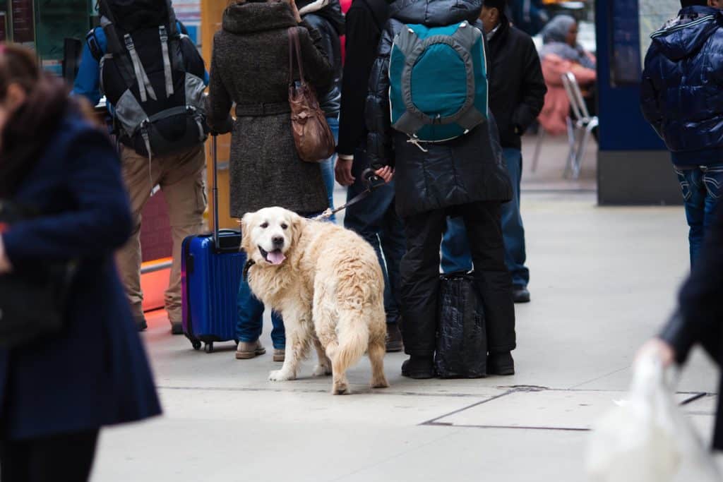 Renfe empieza hoy las pruebas de viajes en AVE con perros grandes