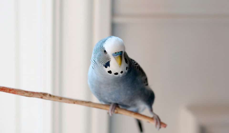 Estas son las mascotas que la nueva Ley de Bienestar Animal prohíbe tener