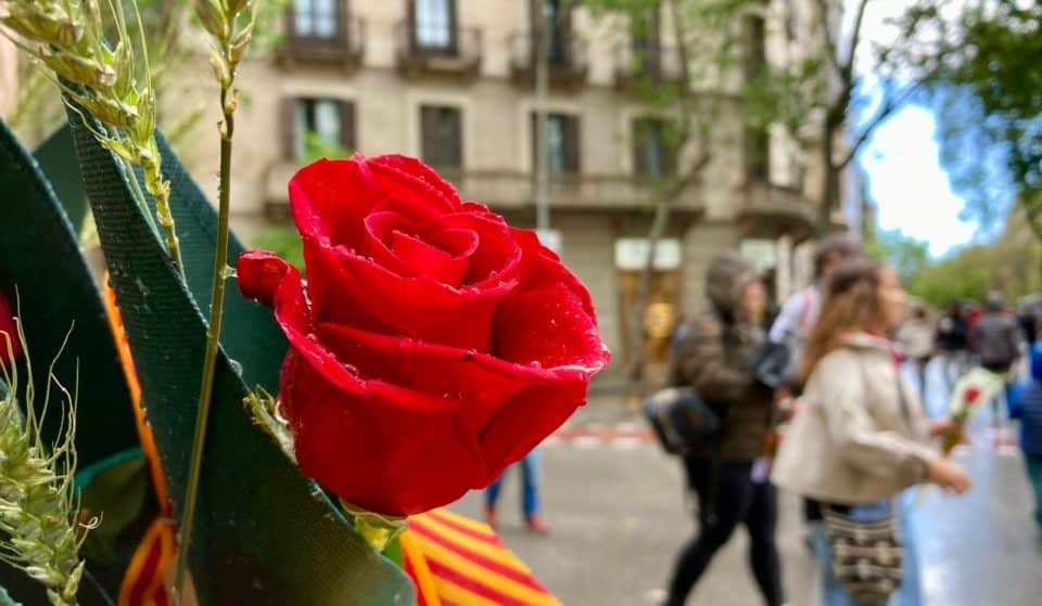 ¿Cómo conservar fresca tu rosa de Sant Jordi?