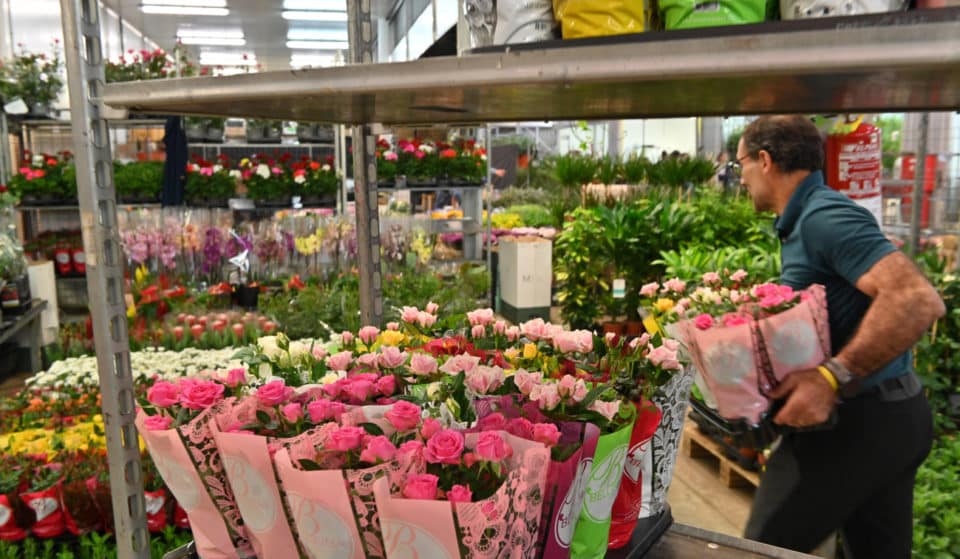 Seis millones de rosas y rosas de color wasabi: las previsiones para Sant Jordi