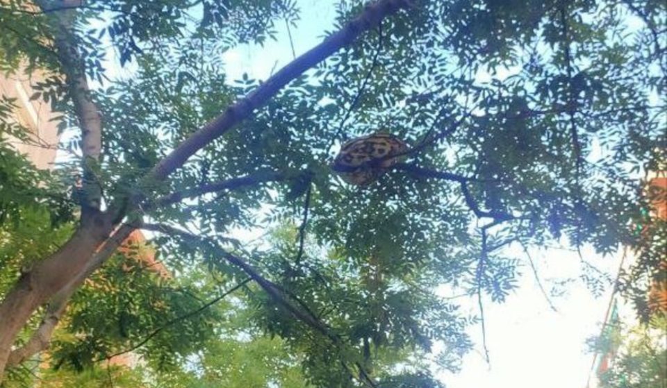 Aparece una serpiente pitón de 15 kilos en un árbol de Barcelona