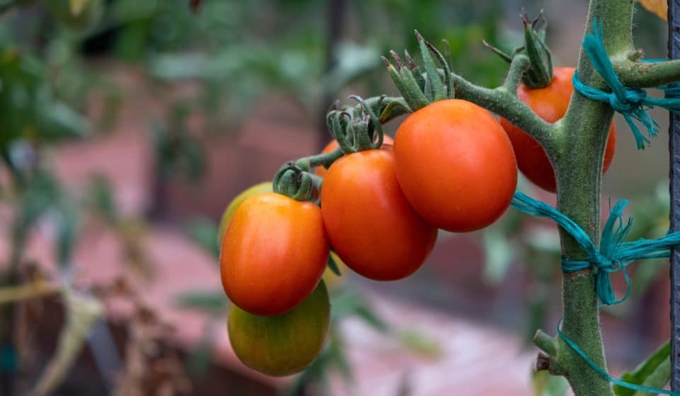 Plantas para medir la contaminación: Barcelona planta tomateras ambientales