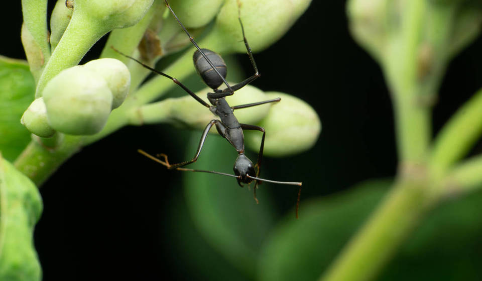 Una plaga de «hormigas locas» invade Barcelona: así crece su población