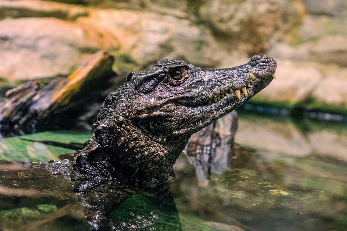Caimanes En Rio Capturada una cría de caimán en el Besós