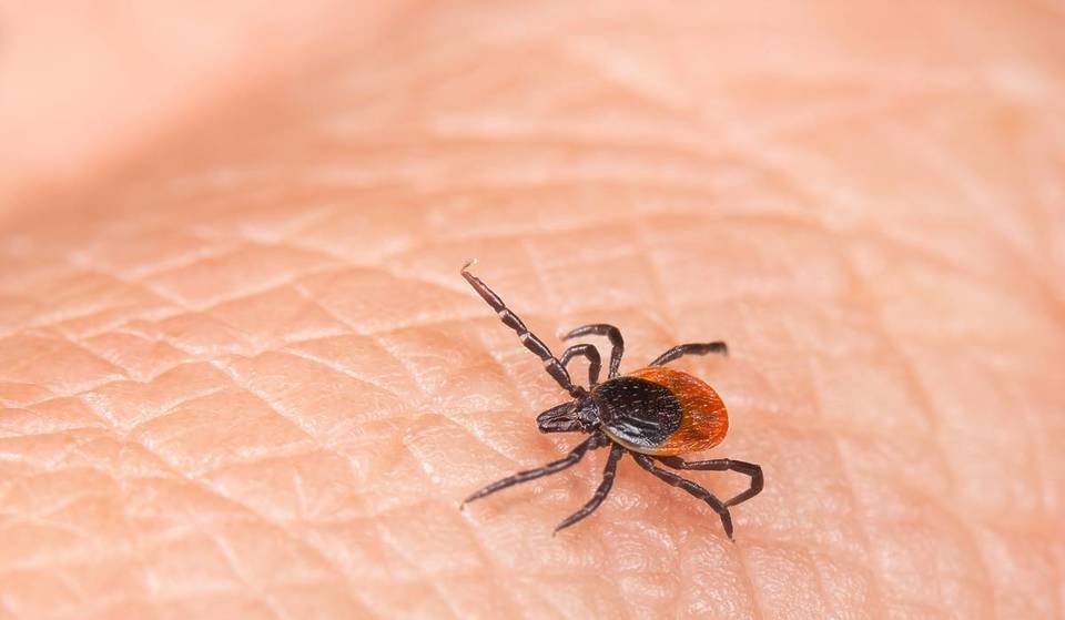 Infestação de carraças em Barcelona: mais de 55 municípios afectados