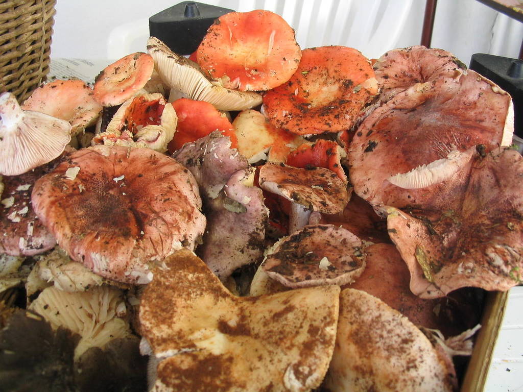 20 mercats i fires de bolets aquest tardor a Catalunya: calendari complet amb dates i pobles per a una escapada