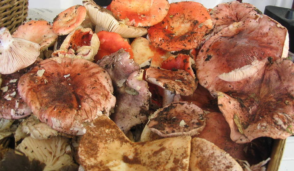 20 Steinpilzmärkte und Messen im Herbst in Katalonien: vollständiger Kalender mit Terminen und Orten für einen Ausflug