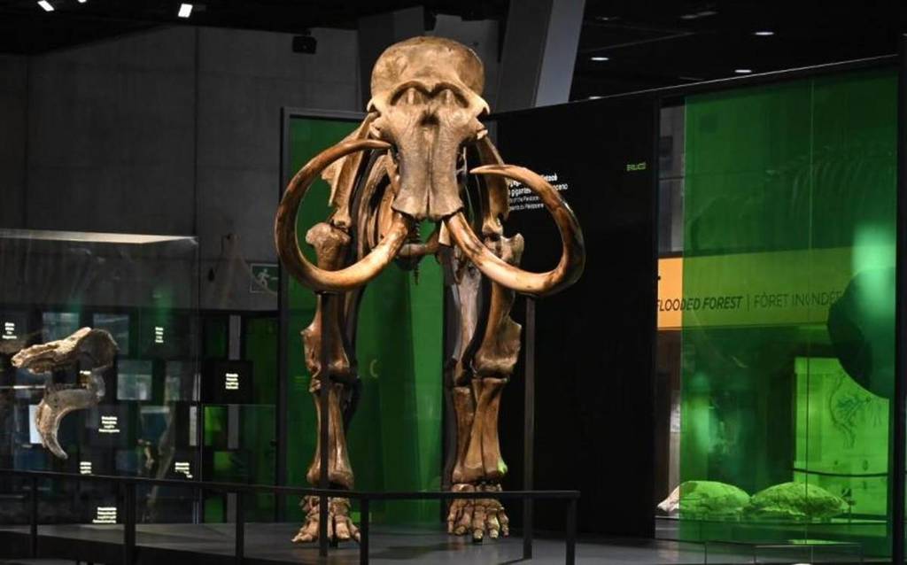 Barcelona acoge un nuevo mamut siberiano real de 6 metros de largo: dónde encontrarlo