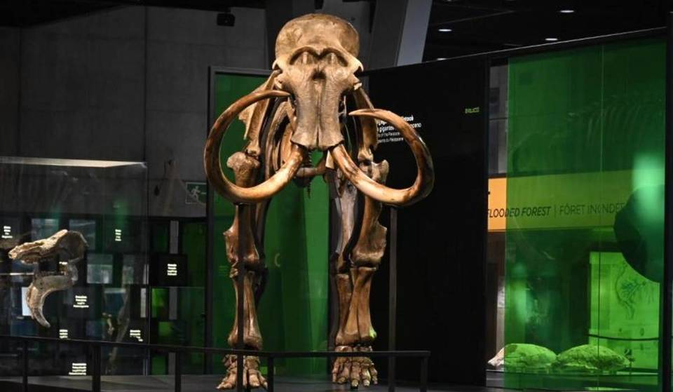 Barcelona acull un nou mamut siberià real de 6 metres de llarg: on trobar-lo
