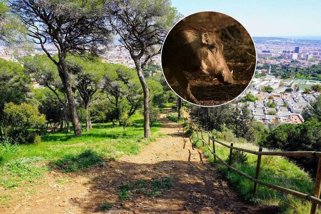 [LAATSTE NIEUWS] Catalonië kondigt noodtoestand af vanwege Afrikaanse varkenspest: de aankoop van drones, vallen of wapens is toegestaan